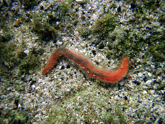  Eurythoe complanata (Bristleworm, Fireworm)